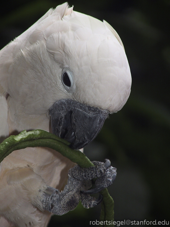 salmon-crested cockatoo